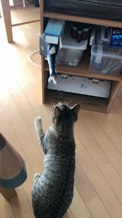 Dancingなお魚おもちゃの記事動画