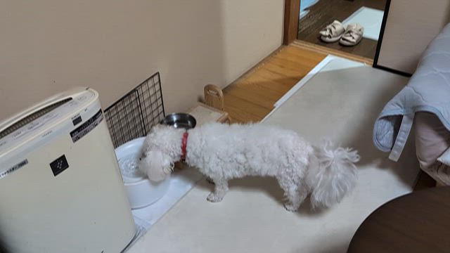 癒し系！？の記事動画