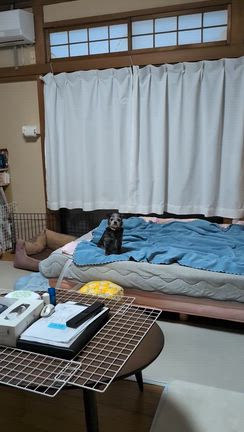 今日は譲渡会＆人馴れイマイチの記事動画