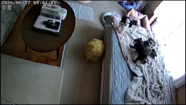 やっぱり若いの記事動画