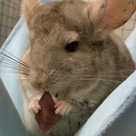 チンチラ　もこの画像