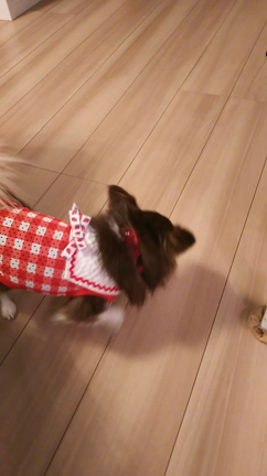 後ろ足から失礼しまーすの記事動画
