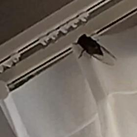 セミと同じ部屋で一晩過ごしたらしい(`・ω・´)の画像