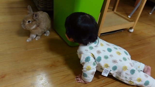 赤ちゃんとみかん。の記事動画