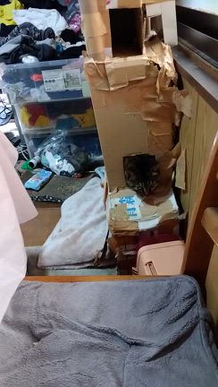 かわいくてしかたないの記事動画