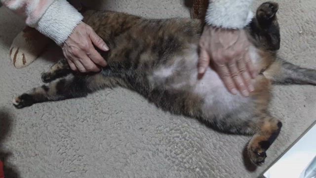 ミレイさまの記事動画