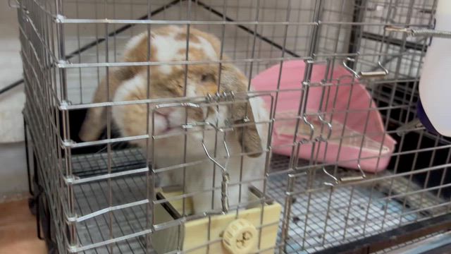 ジダンくん散歩に行く。の記事動画