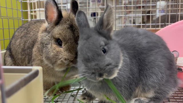 生牧草イタリアンライグラス入荷！の記事動画