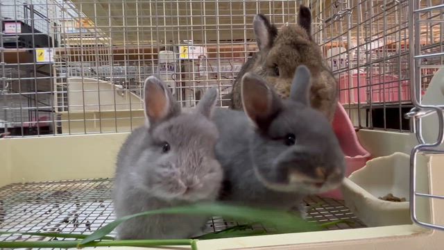 生牧草大好き、ボンコちゃんファミリー。の記事動画