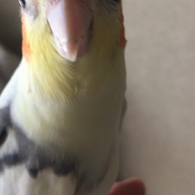 朝のルリちゃん ⓶の画像