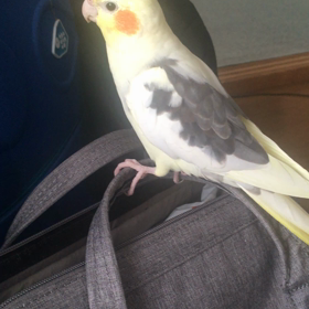 ルリちゃんはリュックがお好きの画像
