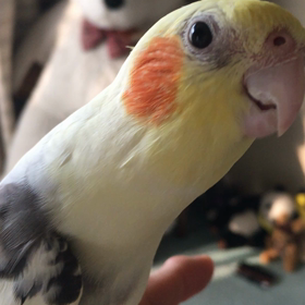 ルリちゃんごきげんの画像