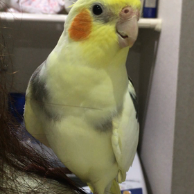 歯磨きの画像