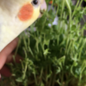 残念の画像