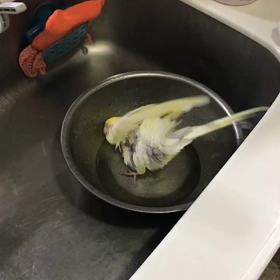 ルリちゃん水浴びの画像
