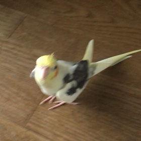 ルリちゃんの歌の画像