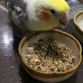 朝のルリちゃんの画像