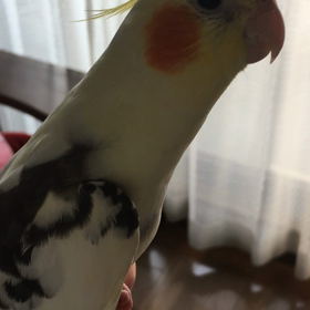 朝のルリちゃんの画像