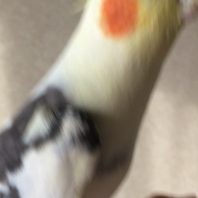 朝のルリちゃんの画像