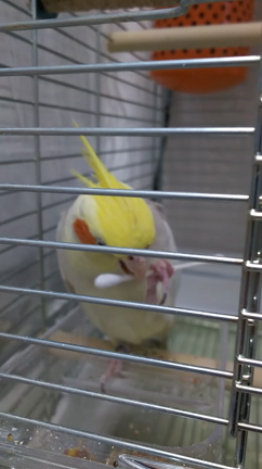 オカメのオスとメスの記事動画