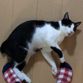 遊んでーの画像