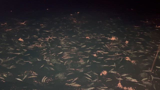 サバ元気すぎです....の記事動画