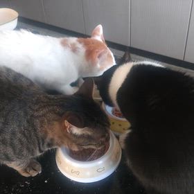 猫 3匹の食事風景の画像