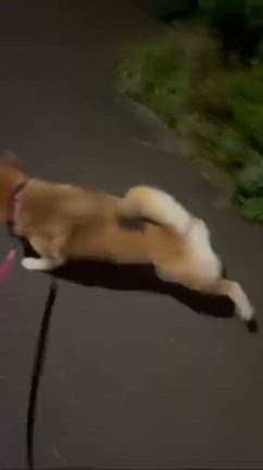 厄祓い我が家のセラピー犬動画：人気の記事動画