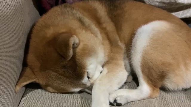 柴犬、愛犬動画を公開の記事動画