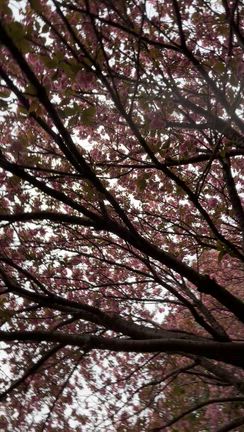 井の頭公園で花見をしました♪の記事動画