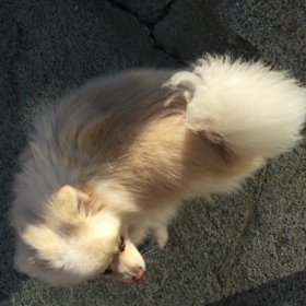 回るーの画像