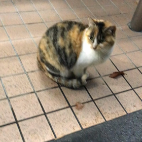 三毛ちゃんの動画の画像