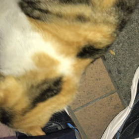 みけちゃん なつっこいだよーの画像