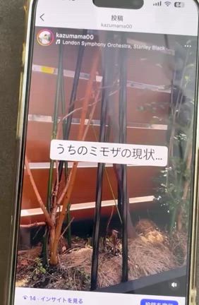 「国際女性デー」を目前にしたうちのミモザの現状の記事動画