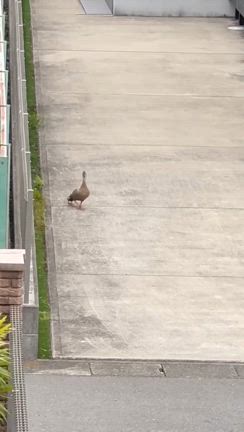 家の前に居た、ある親子！の記事動画