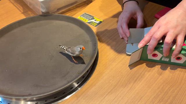 はじめましてギンちゃんの記事動画