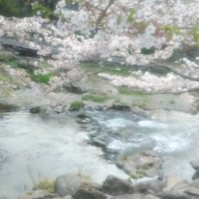 サクラとせせらぎの画像