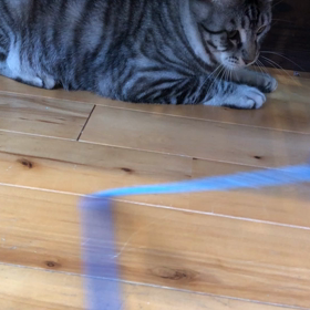 猫カフェ にゃんころの画像