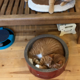 猫カフェ「にゃんころ」さんへ行ってきました♪̊̈♪̆̈の画像