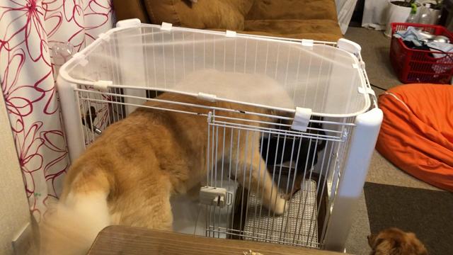 しつけ中ー(๑˃̵ᴗ˂̵)の記事動画