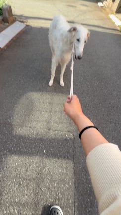 あんよをくじきました....の記事動画