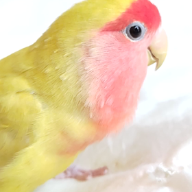 たまにはかじります(^^)の画像