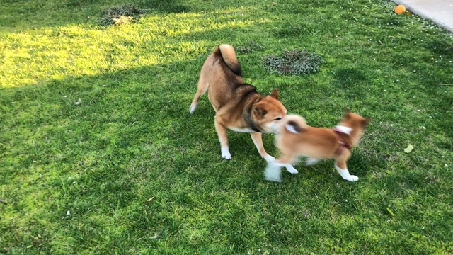 お医者さんに勧められての記事動画
