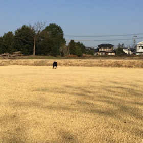 動画の画像