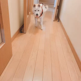 うちのワンコ✨復活⤴︎ ⤴︎の画像