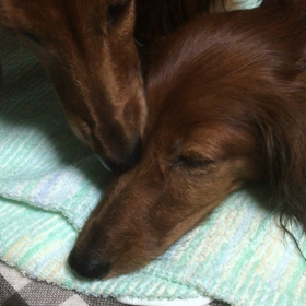 優しいココア？の画像