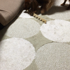 ご機嫌マロンの画像