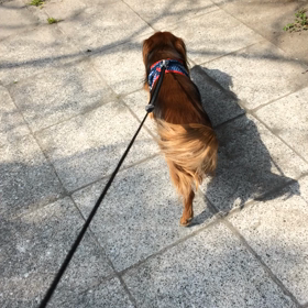 マロンの体調の記録の画像