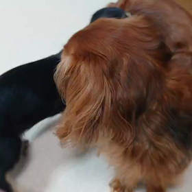 姪っ子たちのおかげの画像