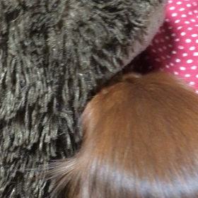 久しぶりの取り合いの画像